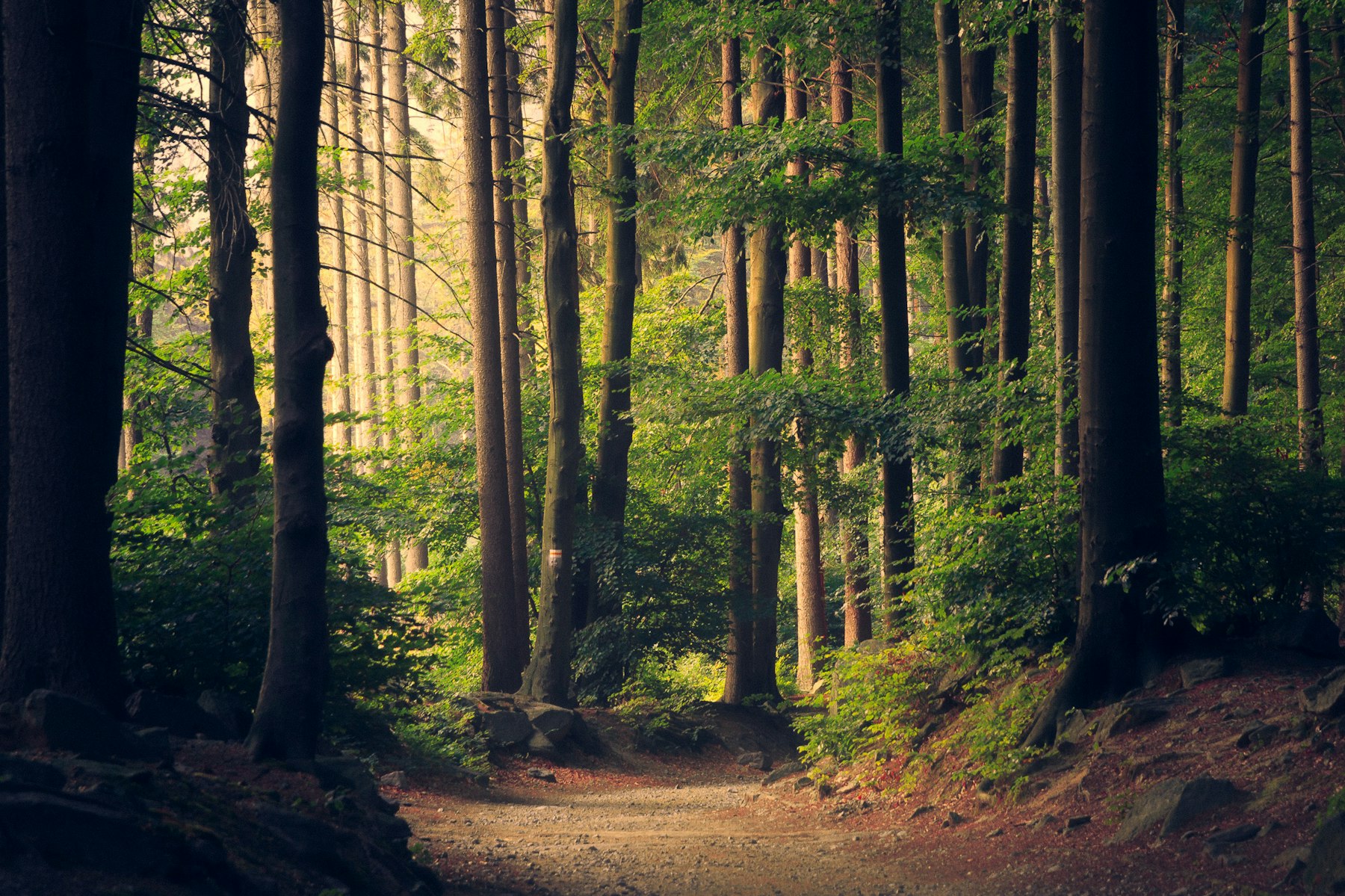 Weg durch den Wald bei unserer Plantage
